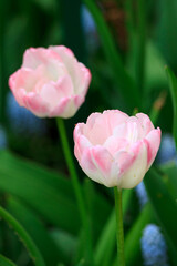 Blooming freshness vibrant romantic beautiful colorful tulips mixed sorts during the tulip traditional summer festival on the Elagin Park in Saint Petersburg