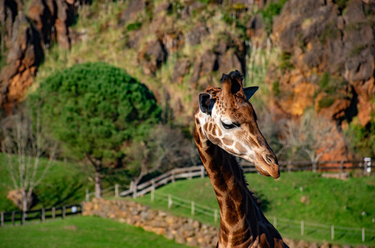 Una jirafa en el Parque de Cab&aacute;rceno