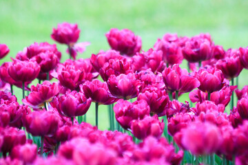 Blooming freshness vibrant romantic beautiful colorful tulips mixed sorts during the tulip traditional summer festival on the Elagin Park in Saint Petersburg