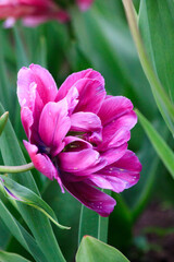 Blooming freshness vibrant romantic beautiful colorful tulips mixed sorts during the tulip traditional summer festival on the Elagin Park in Saint Petersburg