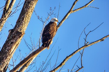 hawk on branch