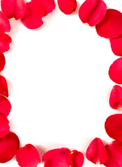red rose petals isolated on white background