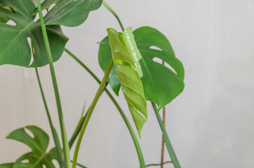 Fototapeta na wymiar Young sprout of monstera flower leaf