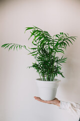  female hands with white sleeves hold a brown pot with chamedorea against the background of a white wall. Houseplant care concept. Modern minimalist creative home decor concept, garden room. 