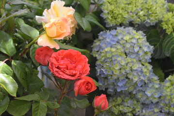 Rose, Hortensie