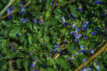 Summer blue flowers on green bushes on a sunny day