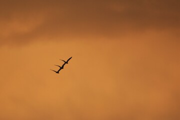 silhouettes of wild ducks flying in the colorful sky at sunset. Anas platyrhynchos birds on the sky