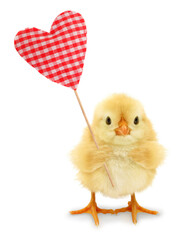 Cute chick is holding shape of plaid heart conceptual photo