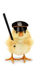 Cute cool chick cop policeman with police baton funny conceptual image