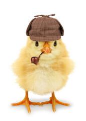 Chick detective with pipe isolated on white background conceptual photo