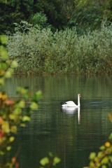 group of swans sitting on the lake. Cygnus birds in the wild during summer season