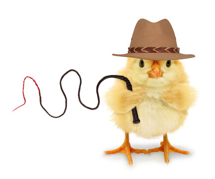 Cute cool chick adventurer explorer with fedora hat and whip funny conceptual image