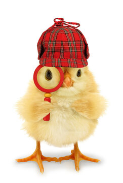 Chick detective is looking through magnifier lens conceptual photo