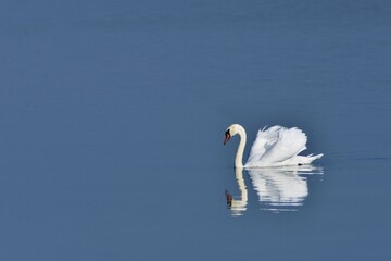 Fototapeta premium group of swans sitting on the lake. Cygnus birds in the wild during autumn season