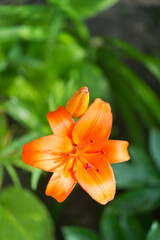 Blooming lily on a green background
