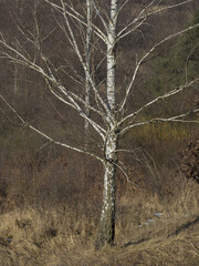 OLYMPUS DIGITAL CAMERA © KrzysztofAleksander