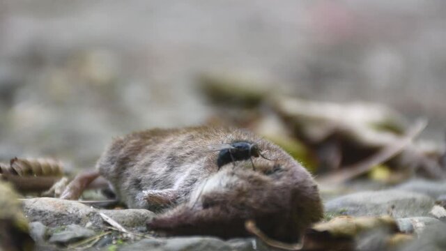Two Flies sitting on dead shrew animal outdoors,close up shot.