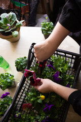 The hands of a woman who cuts seedlings of spring flowers of purple, yellow and white flowers with garden shears in a home interior. Home gardening, lifestyle, lifestyle. High quality photo