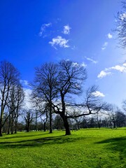 trees in the park