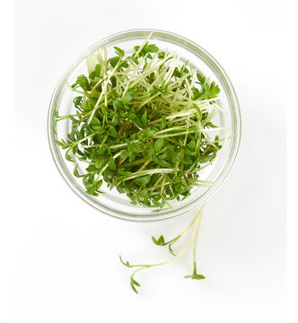 Fresh Watercress isolated on white background