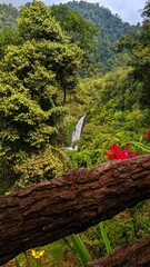 Naklejka premium A beautiful waterfall in the middle of the forest