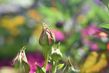 Obraz premium Kletterrose 'Barock'