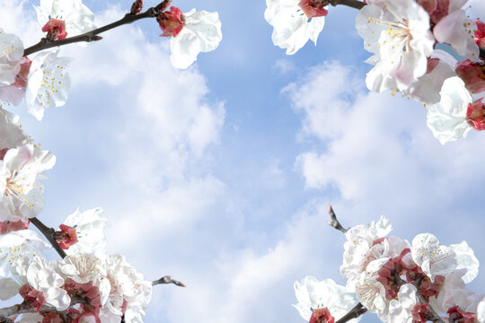fiori di primavera