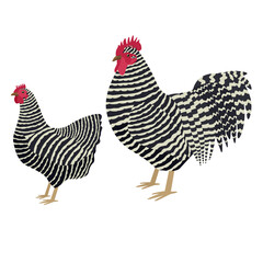 Plymouth Rock Breed of chickens Vector illustration Isolated object