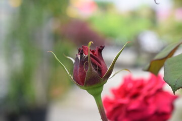 Edelrose 'Edith Piaf'