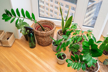 Home plants and flowers on a wooden windowsill