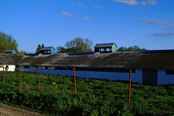 Dairy Farm Buildings in Spring