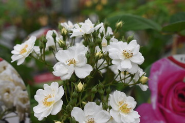 Fototapeta premium Rambler-Rose 'Seagull'