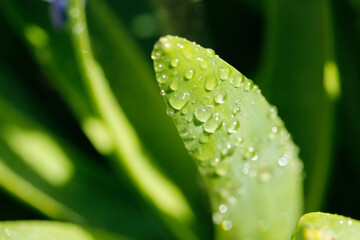 Hyacinthus leaf with droplets.