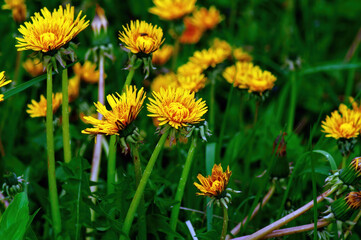 yellow wildflowers in spring