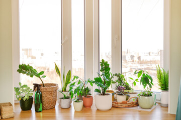 Fototapeta na wymiar Home plants and flowers on a wooden windowsill