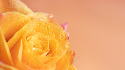 Macro shot of orange rose flower head.