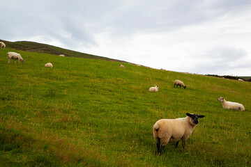 Fototapeta premium A flock of sheep