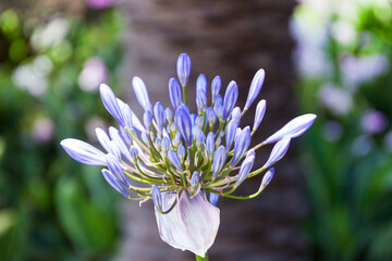 bl&uuml;hende Schmucklilie