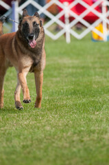 Belgian Malinois