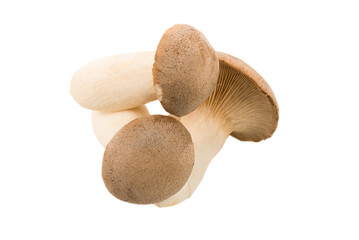 Eringi mushrooms isolated on white  background.