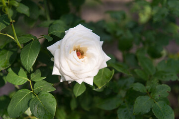 Beautiful rose in the garden