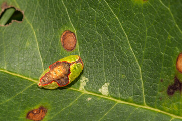 Red-crossed Button Slug (Tortricidia pallida)