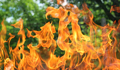 fire burns against the background of a green forest