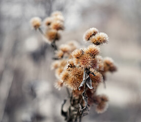 macro photography of winter dried flowers. Natural background. Flowers background. Beautiful neutral colors	