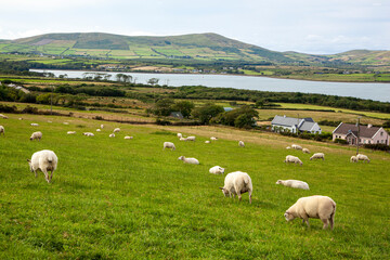 Fototapeta premium Dingle Harbor, Ireland