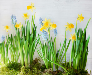 Fototapeta premium Easter or spring background with daffodils, quadrat