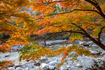 川を背景にした紅葉