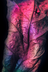 Beautiful abstraction leaf texture  neon light. Minimalism retro style concept. Background pattern for design. Macro photography view.