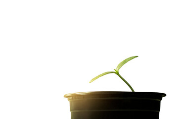 young sprout of a plant in a black pot in the rays of sunlight on a white background close-up