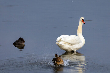 Lake with swans and ducks in the water
